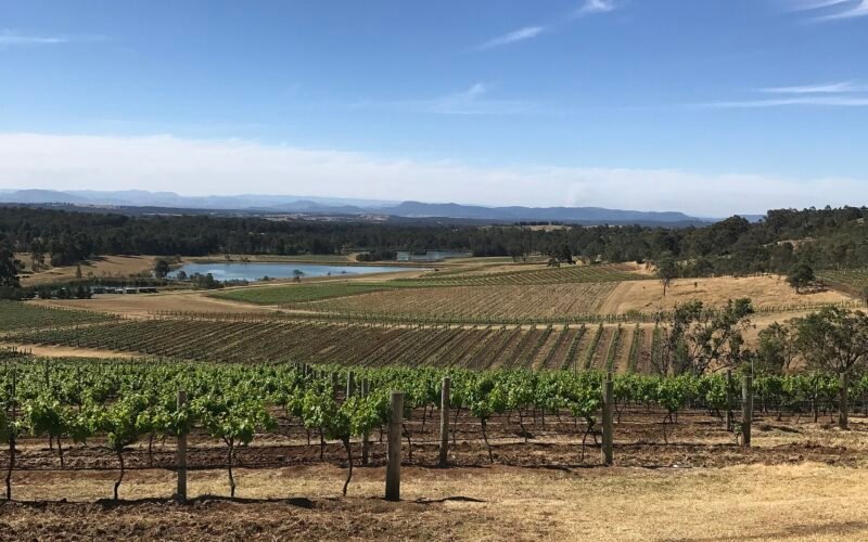 Vineyard landscape at Pokolbin in the Hunter Valley, NSW, a flagship A Day on the Green venue