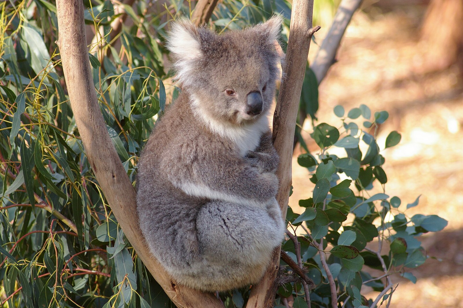 A koala, one of Australia's most famous animals