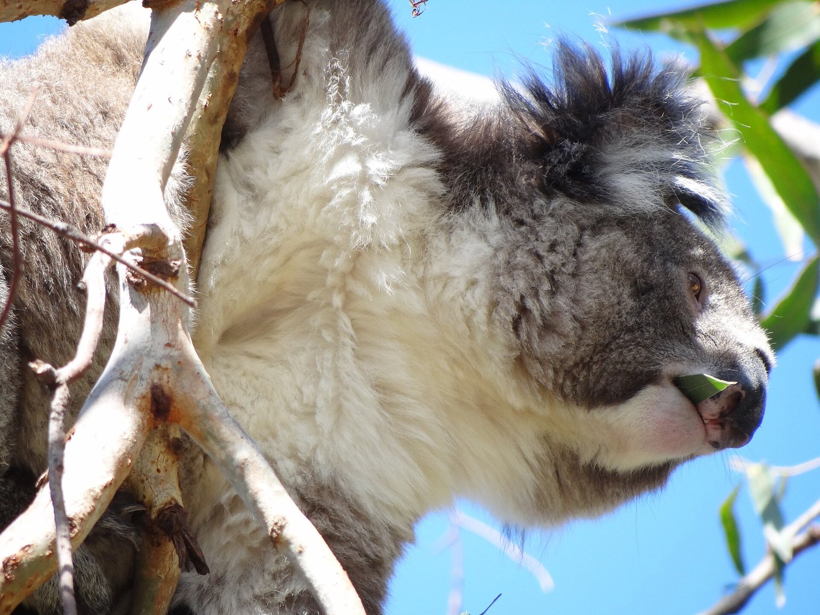 A wild koala in a eucalyptus tree on the Great Ocean Road
