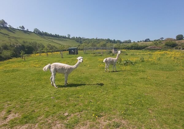 Alpacas grazing in a green paddock — farm-stay life at the Coastal Farm Stay