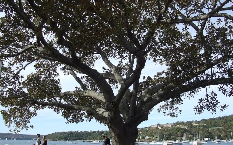 Balmoral Beach, Mosman