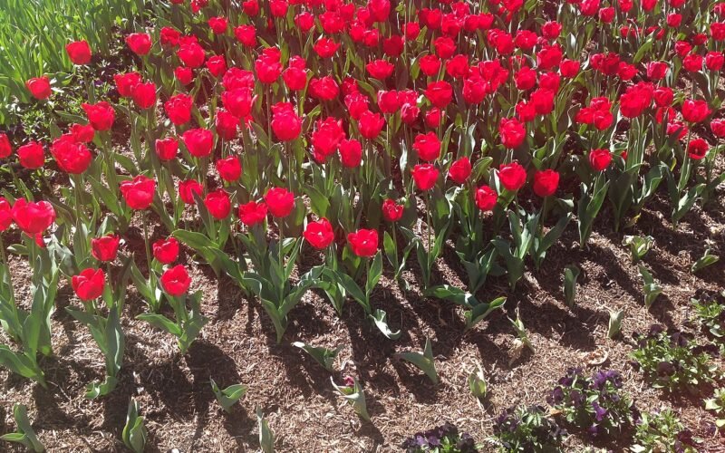 Tulip Time in Bowral