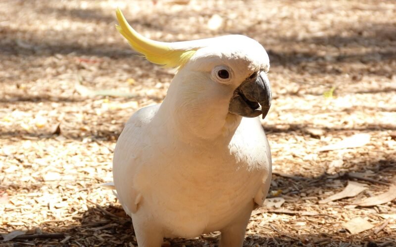 Cacatua galerita -Merimbula, New South Wales, Australia-8 (2).jpg
