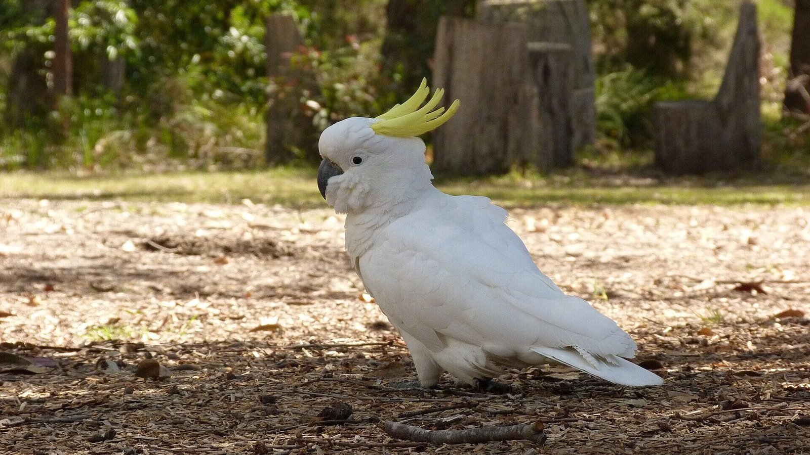 Cacatua galerita -Merimbula, New South Wales, Australia-8.jpg