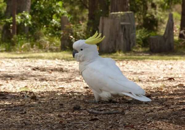 Cacatua galerita -Merimbula, New South Wales, Australia-8.jpg
