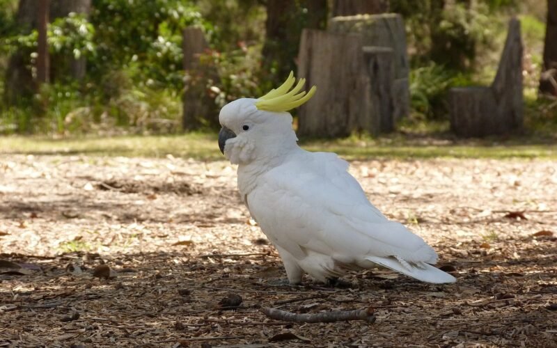Cacatua galerita -Merimbula, New South Wales, Australia-8.jpg