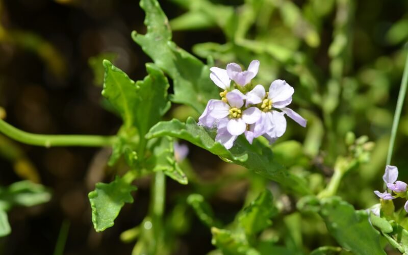 Cakile maritima DSC 4055 (24176774111).jpg