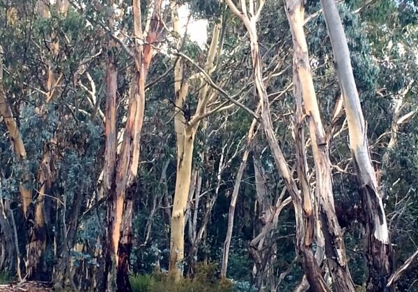 Canobolas NSW 2800, Australia - panoramio (2).jpg