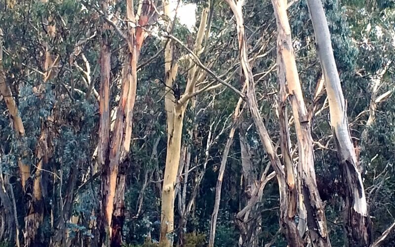 Canobolas NSW 2800, Australia - panoramio (2).jpg