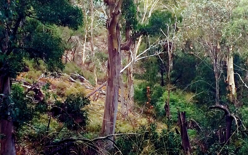 Canobolas NSW 2800, Australia - panoramio (3).jpg