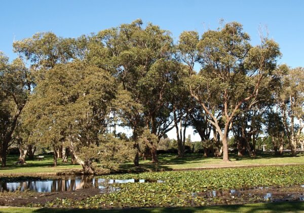 Centennial Park, Sydney