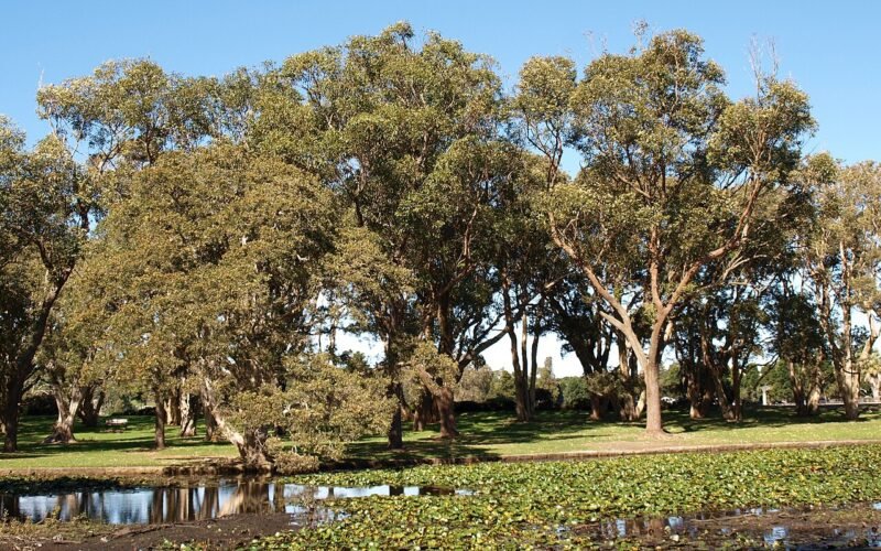Centennial Park, Sydney