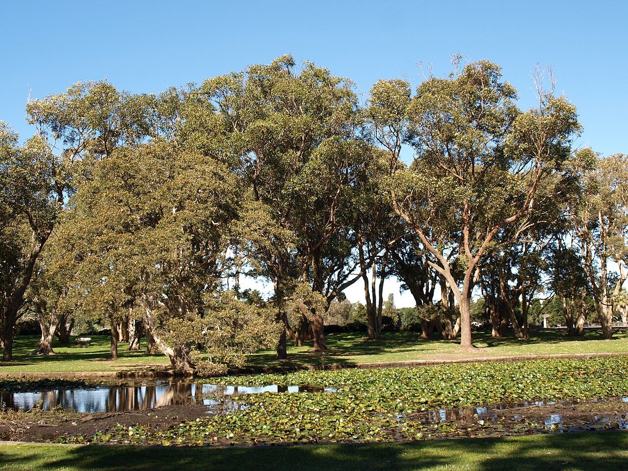 Centennial Park, Sydney