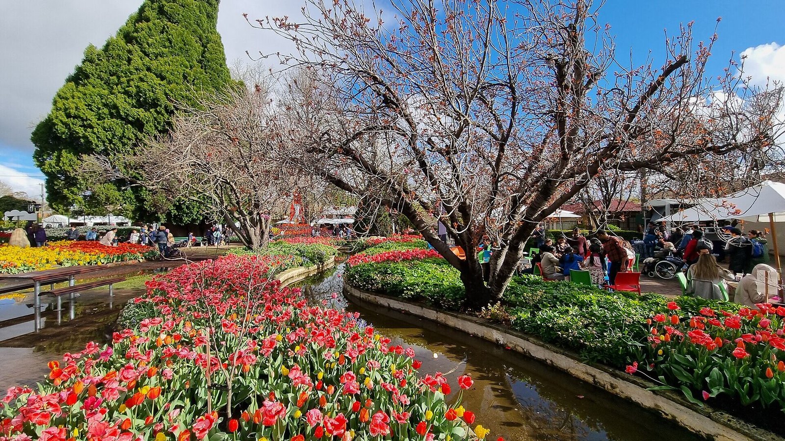 corbett-gardens-tulips-2022 - AustralianSecret Tulips at Corbett Gardens, Bowral