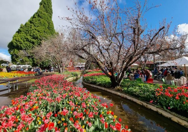 Tulips at Corbett Gardens, Bowral