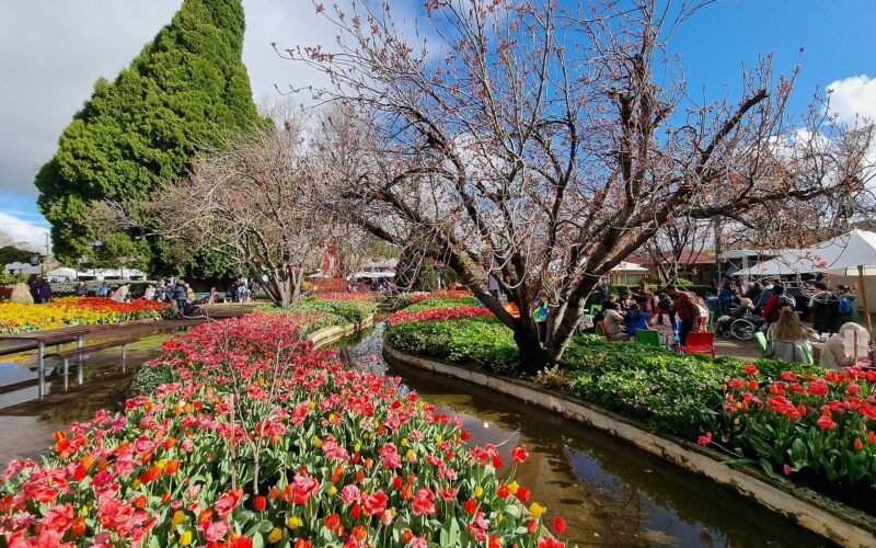 Tulips at Corbett Gardens, Bowral