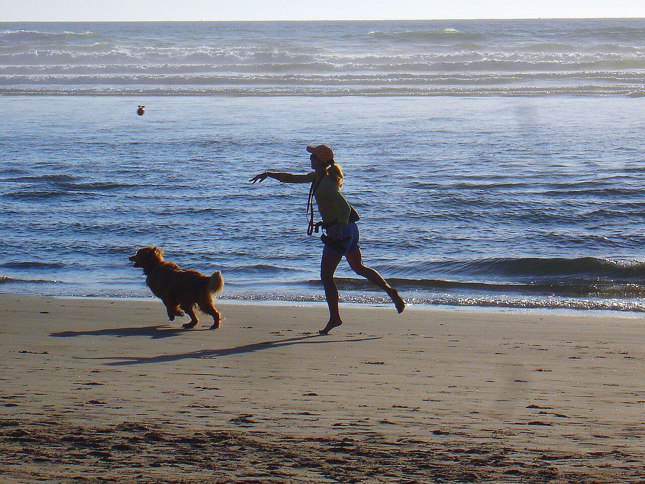 Bondi & the eastern beaches — dog-friendly cafés in Sydney