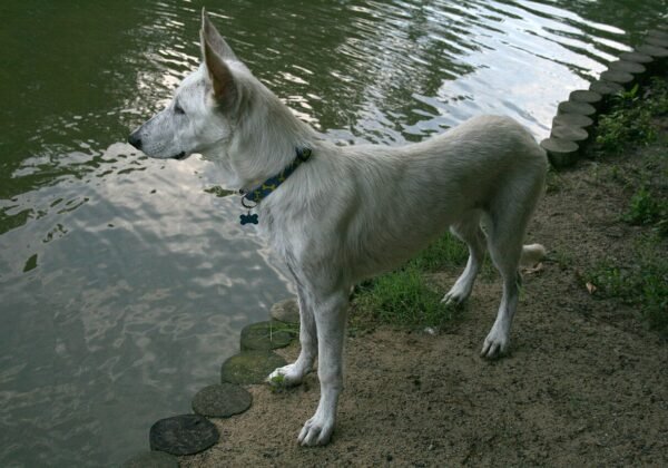 A dog enjoying the outdoors