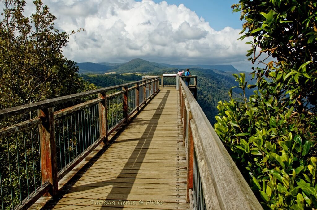 Dorrigo Rainforest Skywalk