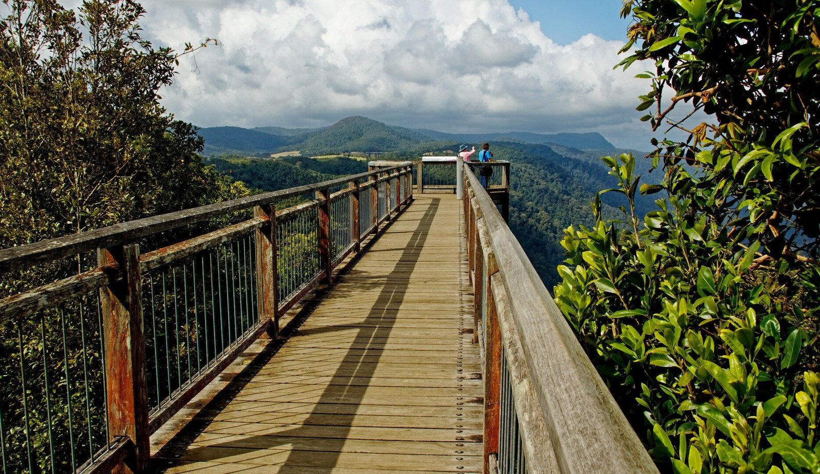 The Skywalk walkway extending over the rainforest canopy at Dorrigo National Park NSW