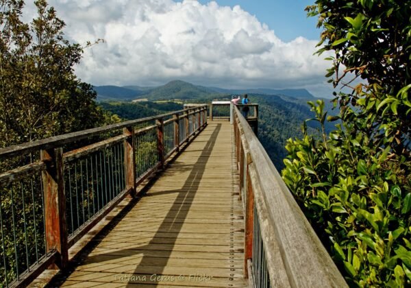 The Skywalk walkway extending over the rainforest canopy at Dorrigo National Park NSW