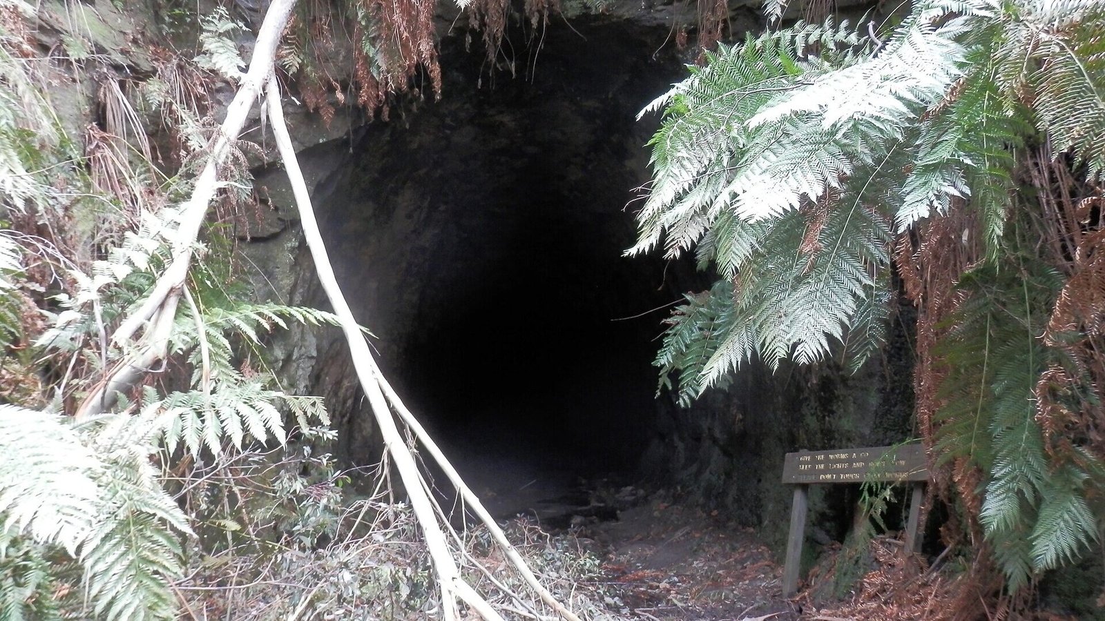 The entrance of the Glow Worm Tunnel through rainforest, Wollemi National Park NSW