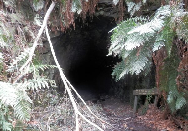The entrance of the Glow Worm Tunnel through rainforest, Wollemi National Park NSW