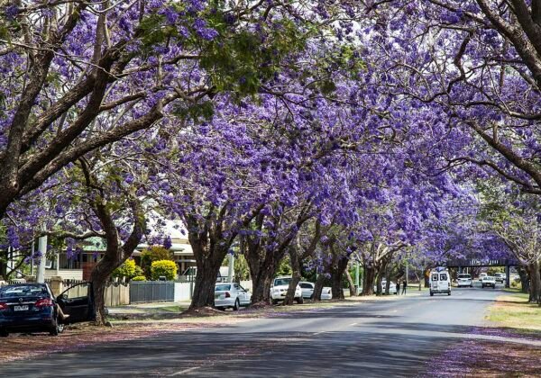 Jacaranda Festival, Grafton