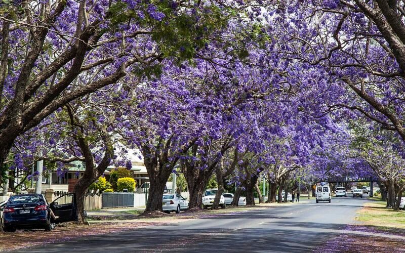 Jacaranda Festival, Grafton