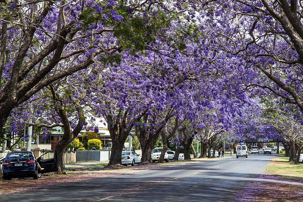 grafton-jacaranda-festival-1 - AustralianSecret Jacaranda Festival, Grafton