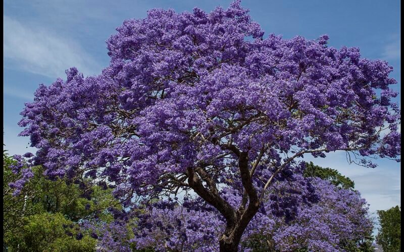 Jacaranda Festival, Grafton