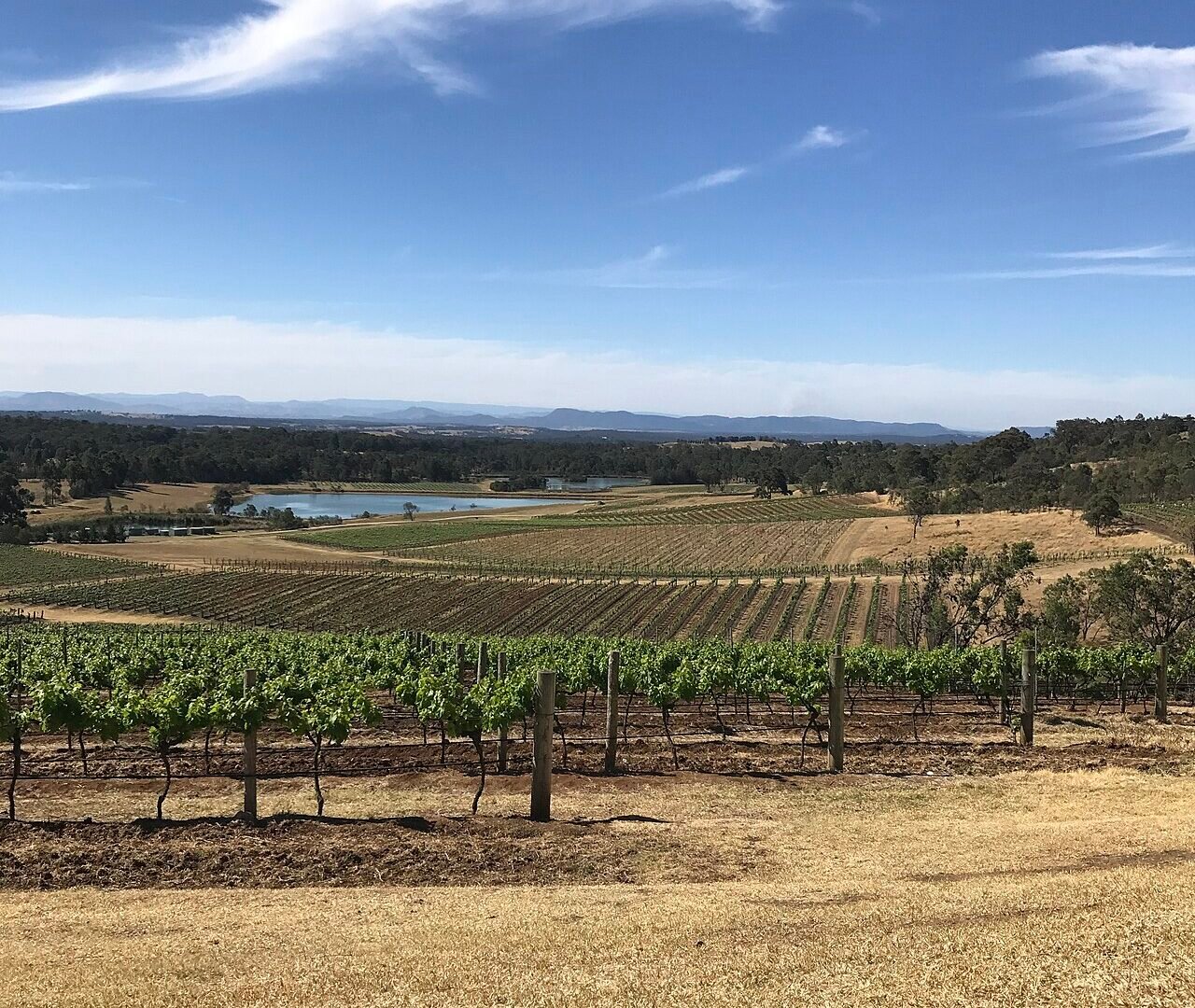 Hunter Valley vineyards, Pokolbin