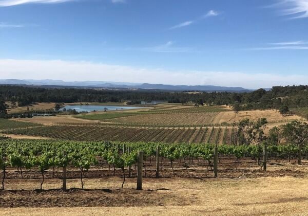 Hunter Valley vineyards, Pokolbin