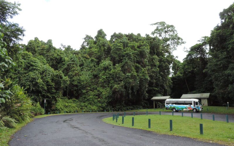 The rainforest road leading in to Josephine Falls, Wooroonooran National Park QLD