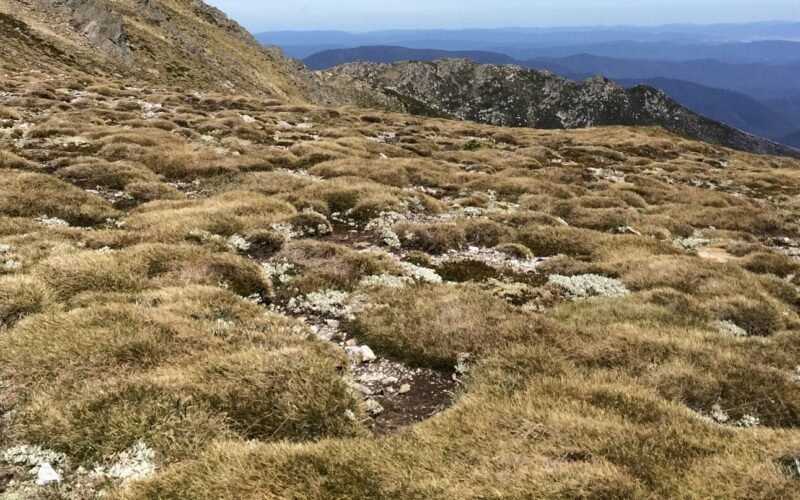 Alpine walking track through grassland on the Main Range, Kosciuszko National Park