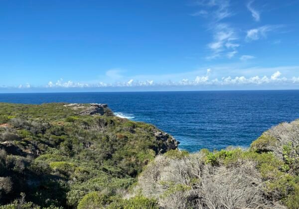 Coastal heath and ocean cliffs at Malabar Headland National Park