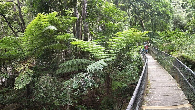 minnamurra falls