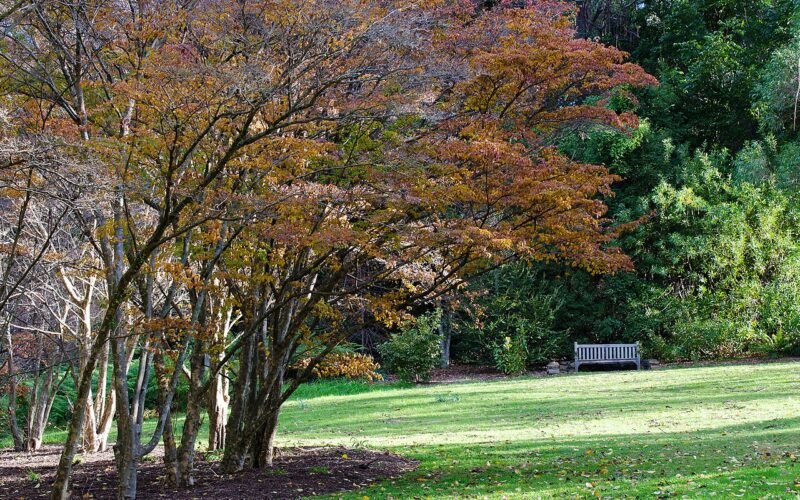 Blue Mountains Botanic Garden, Mount Tomah