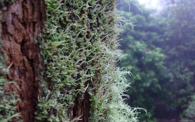 Blue Mountains Botanic Garden, Mount Tomah