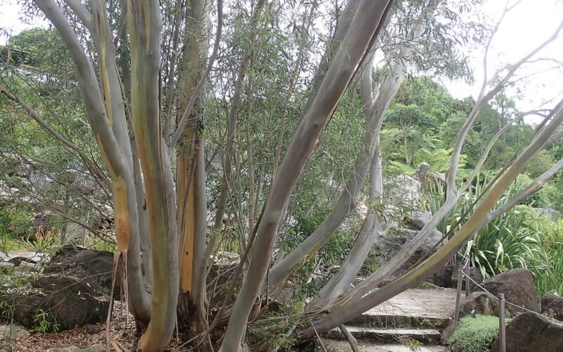 Blue Mountains Botanic Garden, Mount Tomah