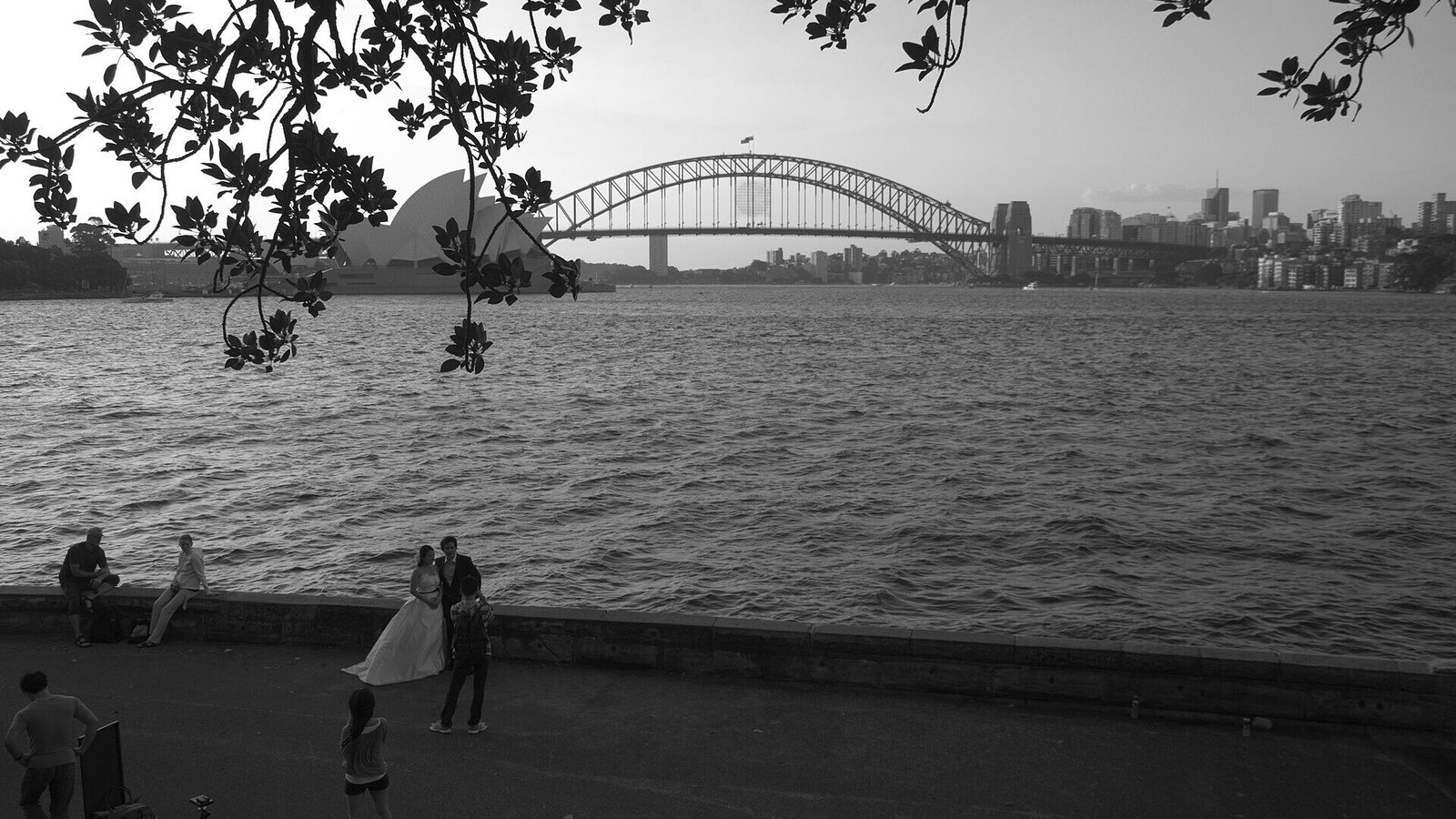 Harbour view from Mrs Macquarie's Chair