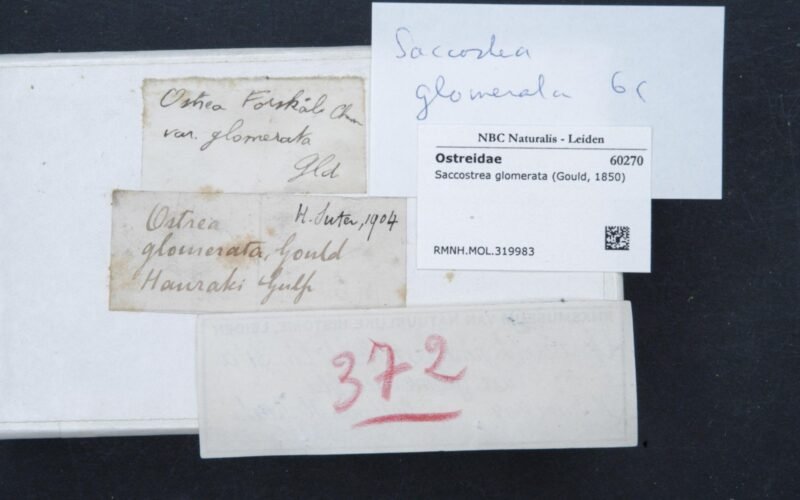 Naturalis Biodiversity Center - RMNH.MOL.319983 1 - Saccostrea glomerata (Gould, 1850) - Ostreidae - Mollusc shell.jpeg