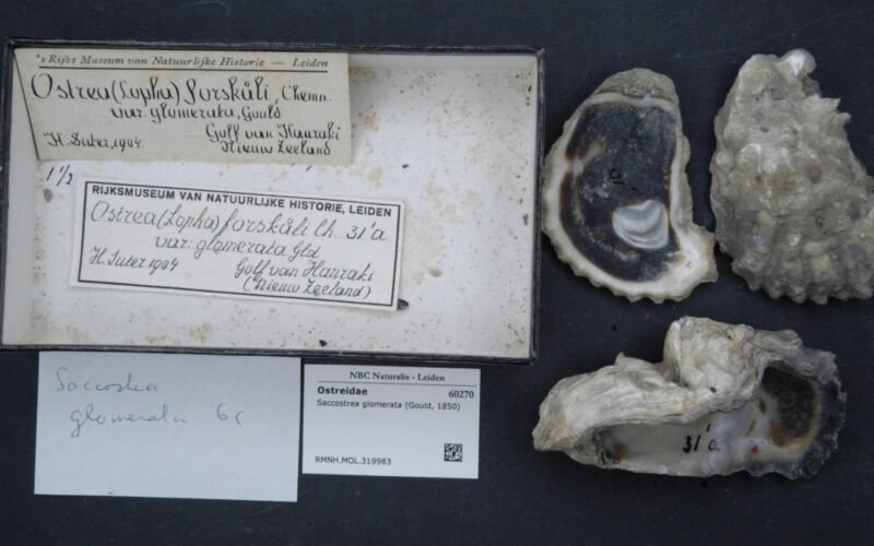 Naturalis Biodiversity Center - RMNH.MOL.319983 - Saccostrea glomerata (Gould, 1850) - Ostreidae - Mollusc shell.jpeg