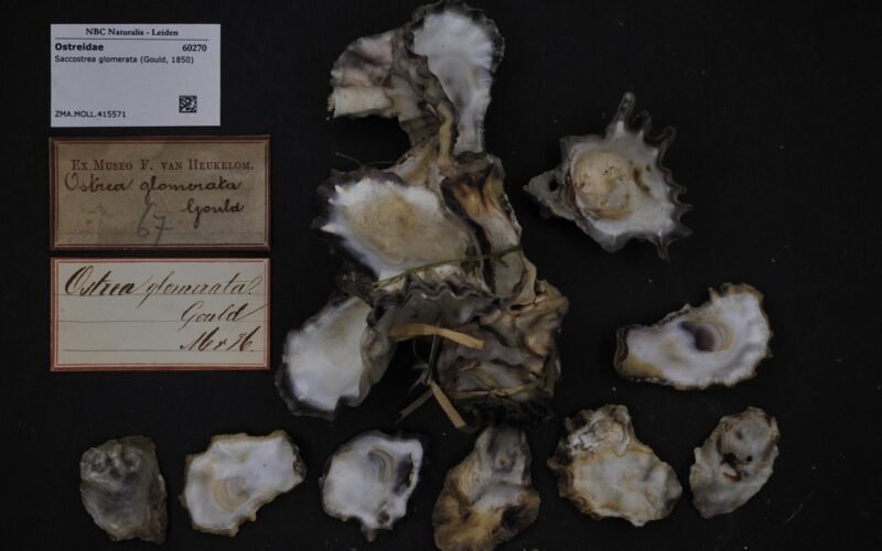 Naturalis Biodiversity Center - ZMA.MOLL.415571 - Saccostrea glomerata (Gould, 1850) - Ostreidae - Mollusc shell.jpeg
