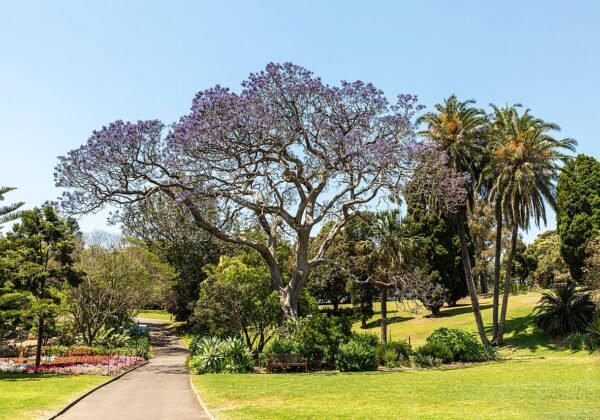 Royal Botanic Garden Sydney