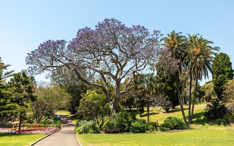 Royal Botanic Garden Sydney