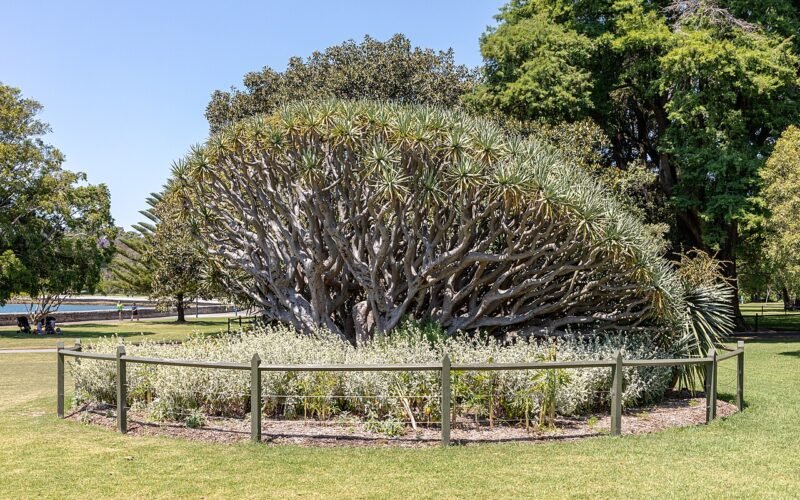 Royal Botanic Garden Sydney