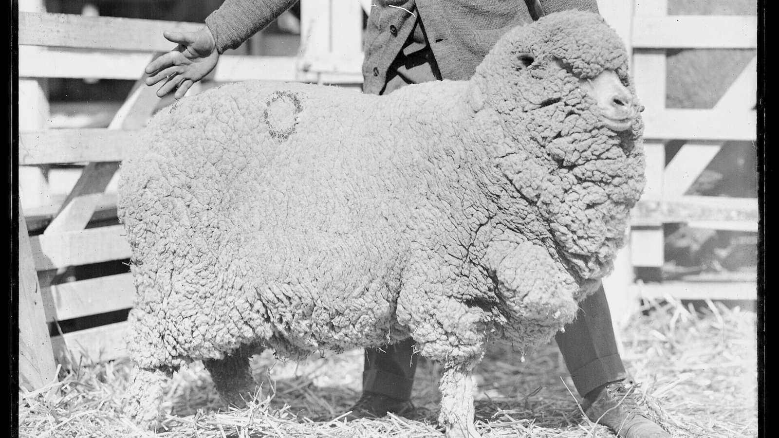 sydney-royal-easter-show - AustralianSecret Merino sheep on display at the Sydney Royal Easter Show