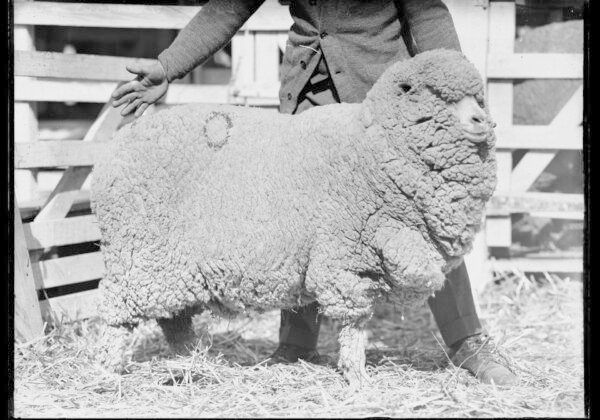 Merino sheep on display at the Sydney Royal Easter Show
