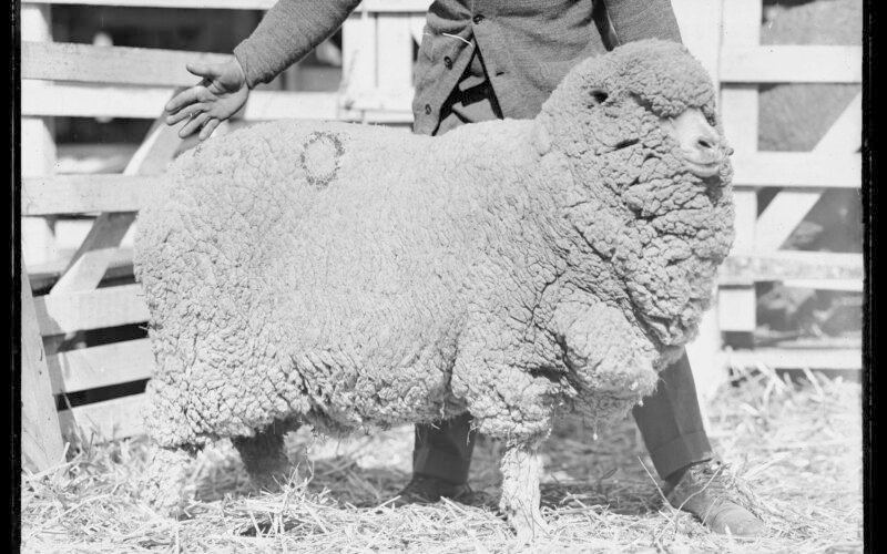 Merino sheep on display at the Sydney Royal Easter Show
